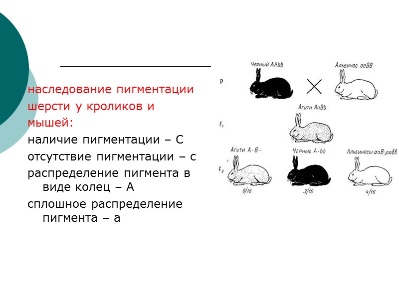 наследование пигментации шерсти у кроликов и мышей: наличие пигментации – С отсутствие пигментации –